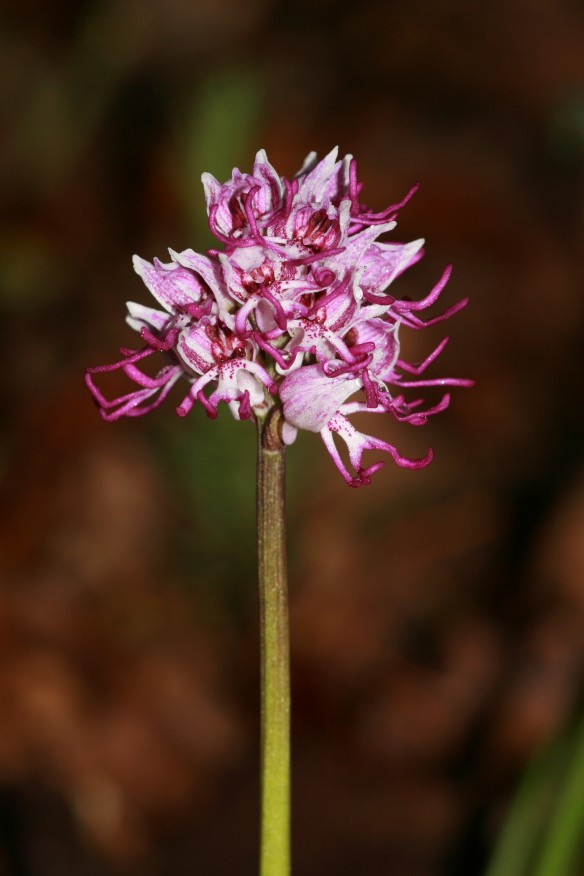 Orchis simia